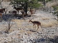 Tage Rundreise Namibia – Die Erlebnistour mit  Kalahari – Fish River-Canyon – Lüderitz – Namib – Swakopmund – Erongo Gebirge – Etosha Nationalpark – Windhoek (1828)