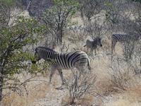 Tage Rundreise Namibia – Die Erlebnistour mit  Kalahari – Fish River-Canyon – Lüderitz – Namib – Swakopmund – Erongo Gebirge – Etosha Nationalpark – Windhoek (1830)