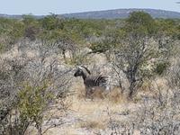 Tage Rundreise Namibia – Die Erlebnistour mit  Kalahari – Fish River-Canyon – Lüderitz – Namib – Swakopmund – Erongo Gebirge – Etosha Nationalpark – Windhoek (1831)