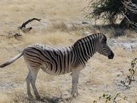Tage Rundreise Namibia – Die Erlebnistour mit  Kalahari – Fish River-Canyon – Lüderitz – Namib – Swakopmund – Erongo Gebirge – Etosha Nationalpark – Windhoek (1832)