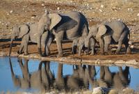 Tage Rundreise Namibia – Die Erlebnistour mit  Kalahari – Fish River-Canyon – Lüderitz – Namib – Swakopmund – Erongo Gebirge – Etosha Nationalpark – Windhoek (1836)