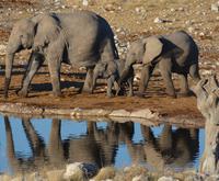 Tage Rundreise Namibia – Die Erlebnistour mit  Kalahari – Fish River-Canyon – Lüderitz – Namib – Swakopmund – Erongo Gebirge – Etosha Nationalpark – Windhoek (1837)