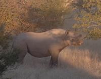 Tage Rundreise Namibia – Die Erlebnistour mit  Kalahari – Fish River-Canyon – Lüderitz – Namib – Swakopmund – Erongo Gebirge – Etosha Nationalpark – Windhoek (1839)