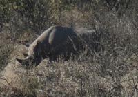 Tage Rundreise Namibia – Die Erlebnistour mit  Kalahari – Fish River-Canyon – Lüderitz – Namib – Swakopmund – Erongo Gebirge – Etosha Nationalpark – Windhoek (1840)