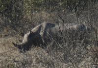 Tage Rundreise Namibia – Die Erlebnistour mit  Kalahari – Fish River-Canyon – Lüderitz – Namib – Swakopmund – Erongo Gebirge – Etosha Nationalpark – Windhoek (1841)