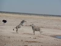 Tage Rundreise Namibia – Die Erlebnistour mit  Kalahari – Fish River-Canyon – Lüderitz – Namib – Swakopmund – Erongo Gebirge – Etosha Nationalpark – Windhoek (1843)