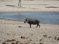 Tage Rundreise Namibia – Die Erlebnistour mit  Kalahari – Fish River-Canyon – Lüderitz – Namib – Swakopmund – Erongo Gebirge – Etosha Nationalpark – Windhoek (1844)