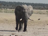 Tage Rundreise Namibia – Die Erlebnistour mit  Kalahari – Fish River-Canyon – Lüderitz – Namib – Swakopmund – Erongo Gebirge – Etosha Nationalpark – Windhoek (1845)