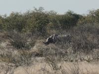 Tage Rundreise Namibia – Die Erlebnistour mit  Kalahari – Fish River-Canyon – Lüderitz – Namib – Swakopmund – Erongo Gebirge – Etosha Nationalpark – Windhoek (1846)