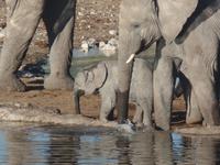 Tage Rundreise Namibia – Die Erlebnistour mit  Kalahari – Fish River-Canyon – Lüderitz – Namib – Swakopmund – Erongo Gebirge – Etosha Nationalpark – Windhoek (1847)
