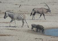 Tage Rundreise Namibia – Die Erlebnistour mit  Kalahari – Fish River-Canyon – Lüderitz – Namib – Swakopmund – Erongo Gebirge – Etosha Nationalpark – Windhoek (1848)