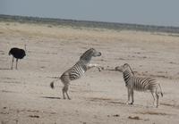 Tage Rundreise Namibia – Die Erlebnistour mit  Kalahari – Fish River-Canyon – Lüderitz – Namib – Swakopmund – Erongo Gebirge – Etosha Nationalpark – Windhoek (1850)