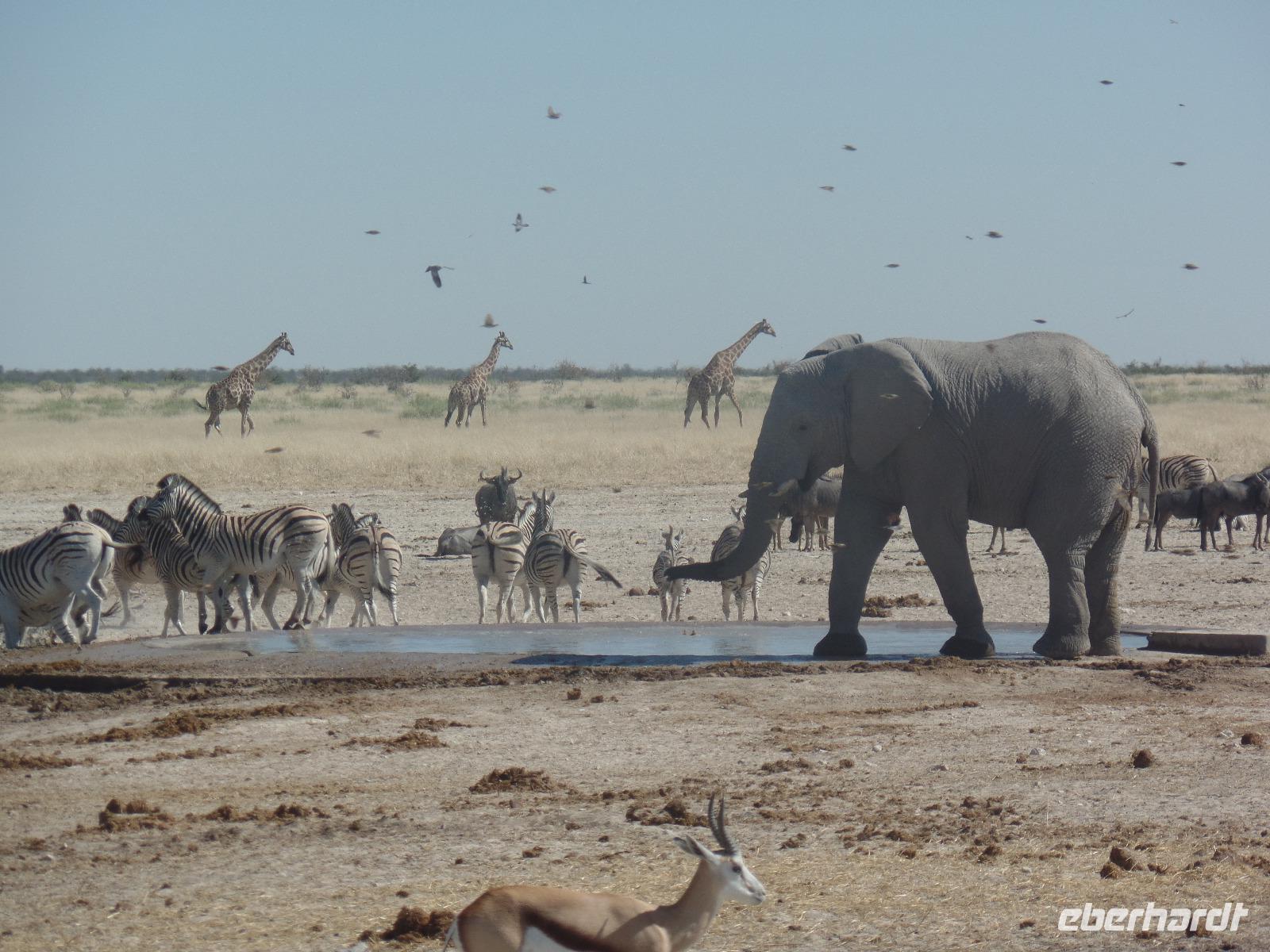 Tage Rundreise Namibia – Die Erlebnistour mit  Kalahari – Fish River-Canyon – Lüderitz – Namib – Swakopmund – Erongo Gebirge – Etosha Nationalpark – Windhoek (1851)