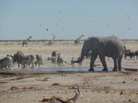Tage Rundreise Namibia – Die Erlebnistour mit  Kalahari – Fish River-Canyon – Lüderitz – Namib – Swakopmund – Erongo Gebirge – Etosha Nationalpark – Windhoek (1851)