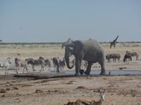 Tage Rundreise Namibia – Die Erlebnistour mit  Kalahari – Fish River-Canyon – Lüderitz – Namib – Swakopmund – Erongo Gebirge – Etosha Nationalpark – Windhoek (1852)