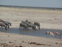 Tage Rundreise Namibia – Die Erlebnistour mit  Kalahari – Fish River-Canyon – Lüderitz – Namib – Swakopmund – Erongo Gebirge – Etosha Nationalpark – Windhoek (1853)