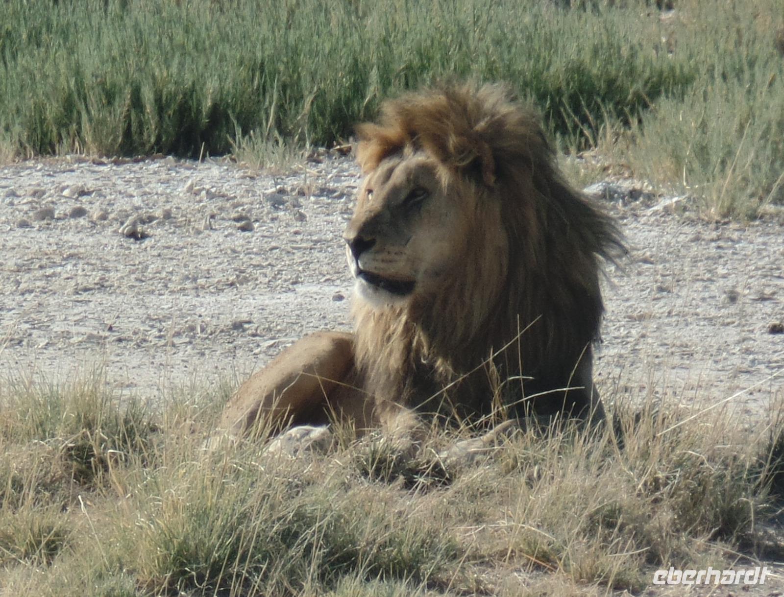Tage Rundreise Namibia – Die Erlebnistour mit  Kalahari – Fish River-Canyon – Lüderitz – Namib – Swakopmund – Erongo Gebirge – Etosha Nationalpark – Windhoek (1856)