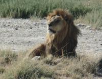 Tage Rundreise Namibia – Die Erlebnistour mit  Kalahari – Fish River-Canyon – Lüderitz – Namib – Swakopmund – Erongo Gebirge – Etosha Nationalpark – Windhoek (1857)