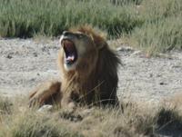 Tage Rundreise Namibia – Die Erlebnistour mit  Kalahari – Fish River-Canyon – Lüderitz – Namib – Swakopmund – Erongo Gebirge – Etosha Nationalpark – Windhoek (1858)