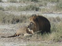 Tage Rundreise Namibia – Die Erlebnistour mit  Kalahari – Fish River-Canyon – Lüderitz – Namib – Swakopmund – Erongo Gebirge – Etosha Nationalpark – Windhoek (1860)