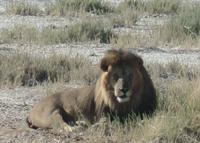 Tage Rundreise Namibia – Die Erlebnistour mit  Kalahari – Fish River-Canyon – Lüderitz – Namib – Swakopmund – Erongo Gebirge – Etosha Nationalpark – Windhoek (1863)