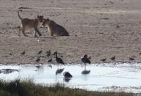 Tage Rundreise Namibia – Die Erlebnistour mit  Kalahari – Fish River-Canyon – Lüderitz – Namib – Swakopmund – Erongo Gebirge – Etosha Nationalpark – Windhoek (1869)