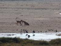 Tage Rundreise Namibia – Die Erlebnistour mit  Kalahari – Fish River-Canyon – Lüderitz – Namib – Swakopmund – Erongo Gebirge – Etosha Nationalpark – Windhoek (1870)