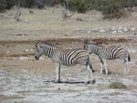 Tage Rundreise Namibia – Die Erlebnistour mit  Kalahari – Fish River-Canyon – Lüderitz – Namib – Swakopmund – Erongo Gebirge – Etosha Nationalpark – Windhoek (1873)