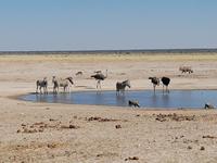 Tage Rundreise Namibia – Die Erlebnistour mit  Kalahari – Fish River-Canyon – Lüderitz – Namib – Swakopmund – Erongo Gebirge – Etosha Nationalpark – Windhoek (1874)