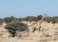 Tage Rundreise Namibia – Die Erlebnistour mit  Kalahari – Fish River-Canyon – Lüderitz – Namib – Swakopmund – Erongo Gebirge – Etosha Nationalpark – Windhoek (1875)