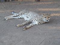 Tage Rundreise Namibia – Die Erlebnistour mit  Kalahari – Fish River-Canyon – Lüderitz – Namib – Swakopmund – Erongo Gebirge – Etosha Nationalpark – Windhoek (1881)