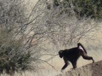 Tage Rundreise Namibia – Die Erlebnistour mit  Kalahari – Fish River-Canyon – Lüderitz – Namib – Swakopmund – Erongo Gebirge – Etosha Nationalpark – Windhoek (1883)