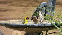 1416 Otjibamba Lodge - Maskenweber