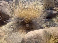 Klippschliefer (Arbeitstitel: Murmelhase)