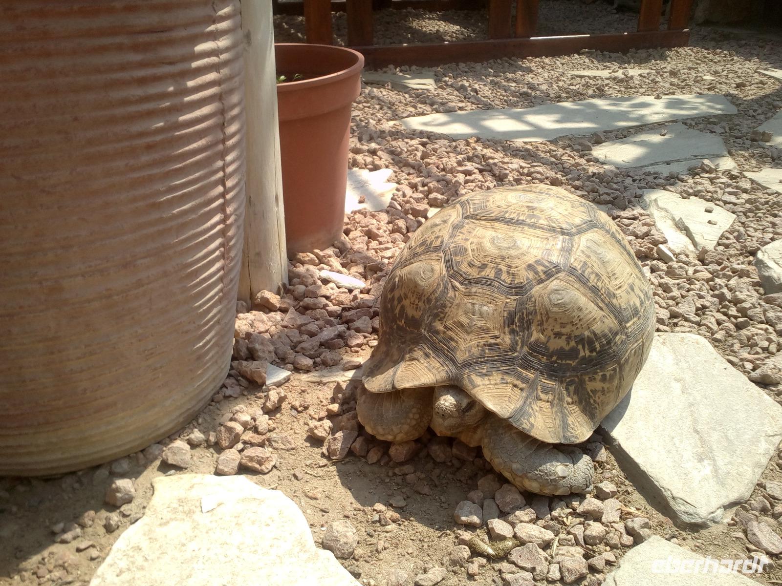Pantherschildkröte im Gartencafé von Lüderitz