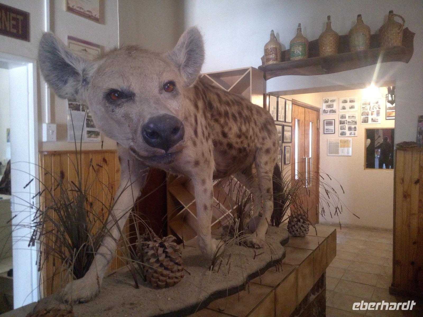 Tüpfelhyäne in Maltahöhe