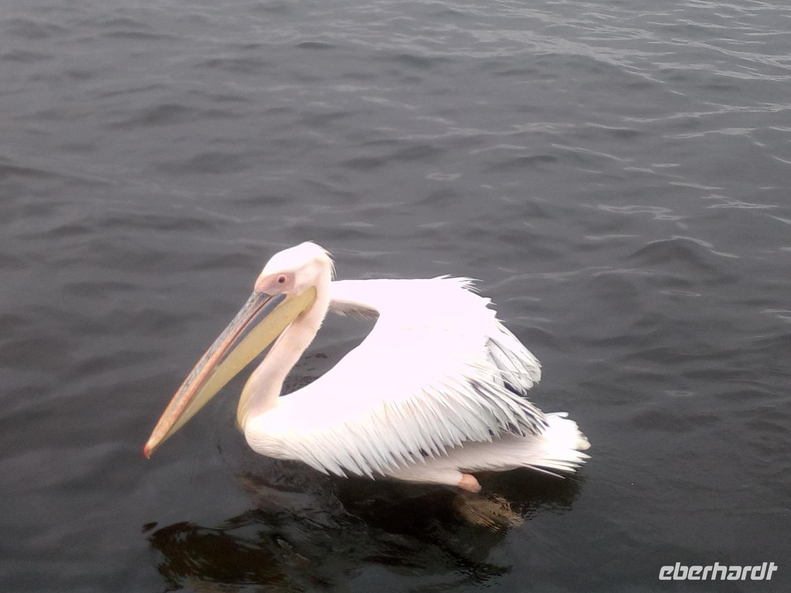Pelikan in Walviy Bay