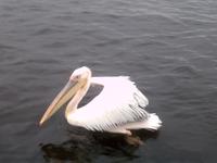 Pelikan in Walviy Bay