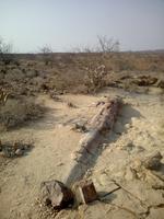 Im versteinerten Wald