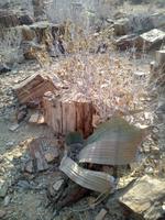  „Zwei-Blatt-kann-nicht-sterben“-Welwitschie