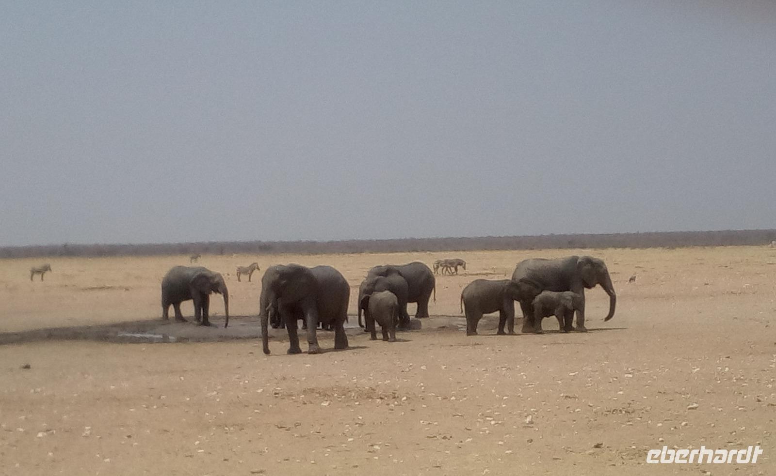 Unsere ersten Elefanten!