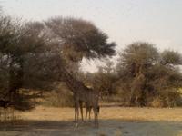 Giraffen im Etosha-Park