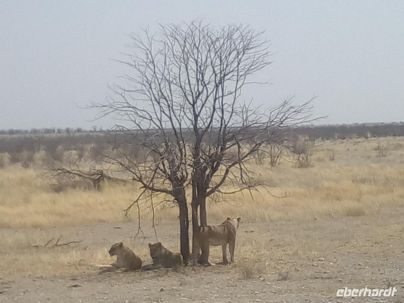 Löwen im Etosha-Park