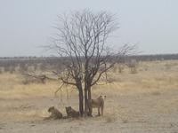 Löwen im Etosha-Park