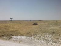 Nashorn im Etosha-Park