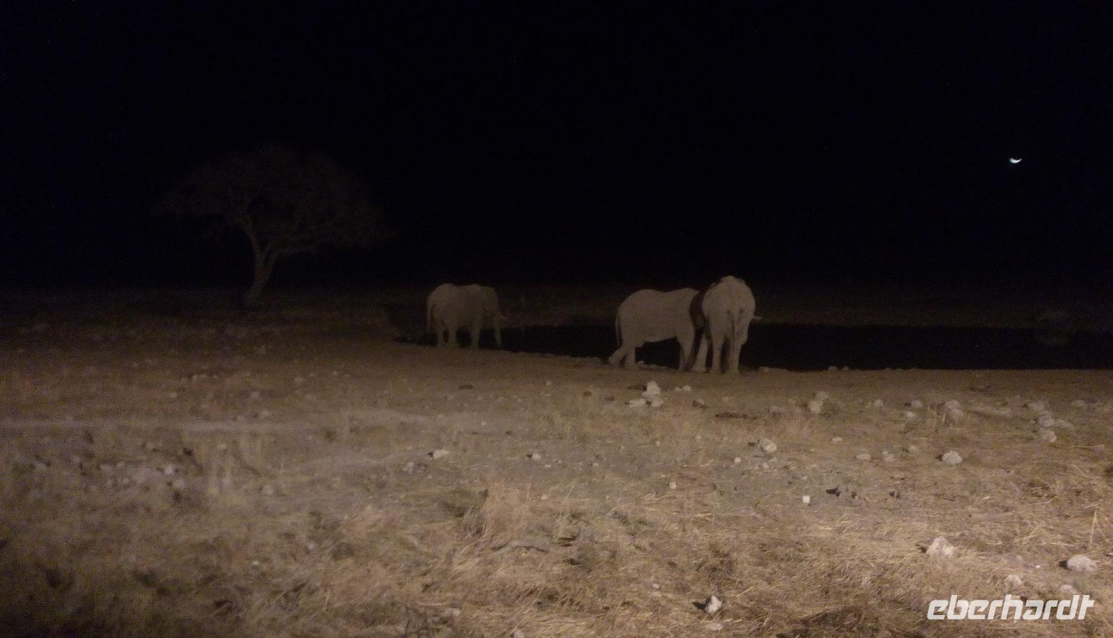 Nächtliche Tierbeobachtung im Okaukejo Camp