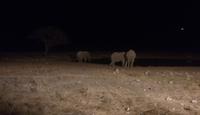 Nächtliche Tierbeobachtung im Okaukejo Camp