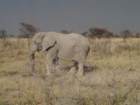 Elefant im Etosha-Park