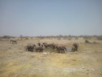 Wir verabschieden uns von den Elefanten