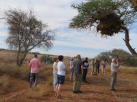 am Nest der Webervögel